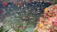 050 Crevettes pélagiques (Leptomysis sp)